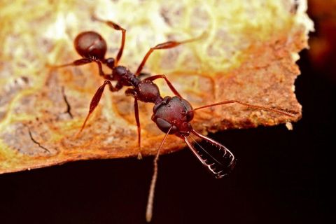 Trap-Jaw Ant
