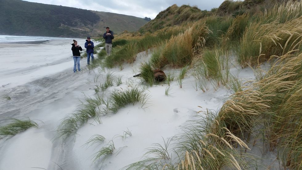 Grass family, Grass, Geological phenomenon, Watercourse, Wetland, Plant, Bank, 