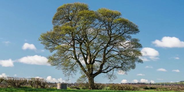 sycamore-tree.jpg