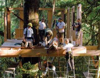 Tree House Pictures  Amazing Treehouses