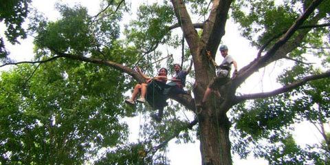 tree climbing rope