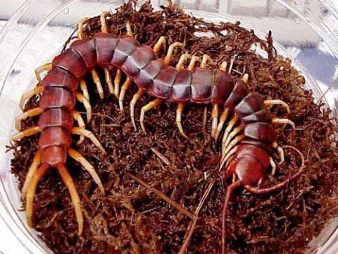 amazonian giant centipede