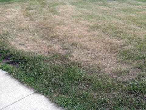 Lawn Care Guide 8 Things Your Lawn Is Trying To Tell You