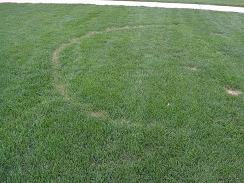 Lawn Care Guide 8 Things Your Lawn Is Trying To Tell You