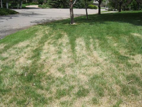 8 Things Your Lawn Is Trying to Tell You