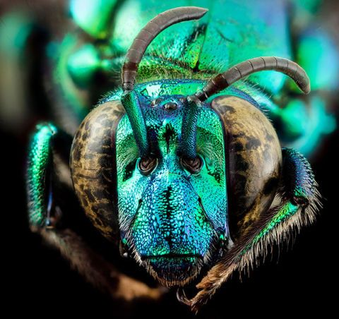 21 Spectacular Close-Up Photos of Bees