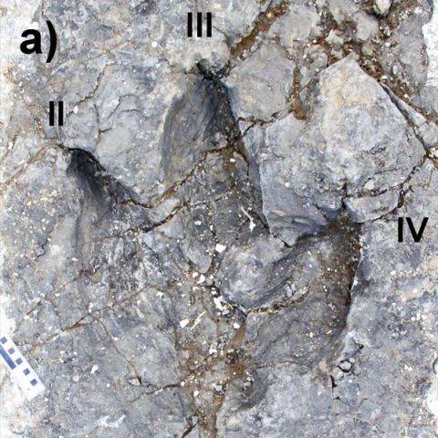 t rex footprint fossil