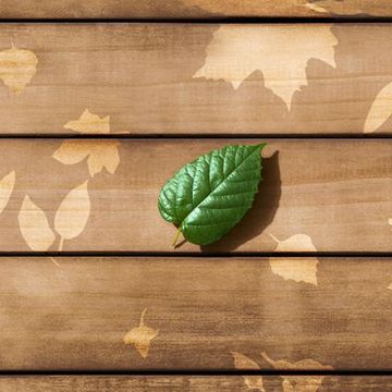 Leaf, Green, Wood, Wall, Brown, Beige, Plant, Photography, Rectangle, Hardwood, 