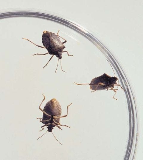 Stink Bugs In Pennsylvania How To Kill Stink Bugs