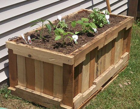 vegetables growing in a container garden made from used shipping pallet
