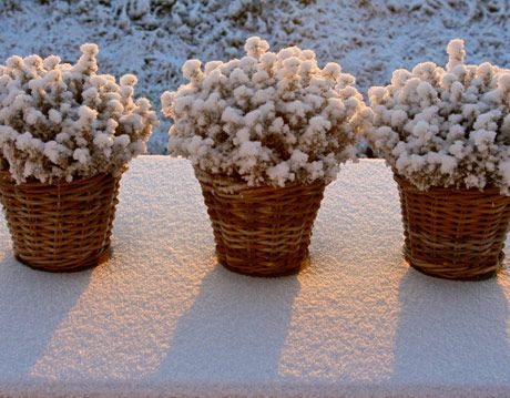 potted plants in the snow