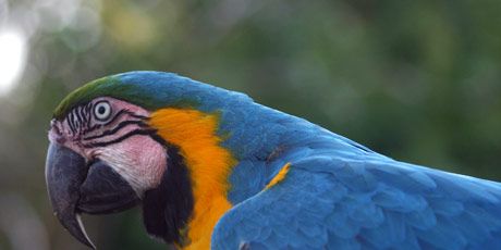 Pantanal Wildlife - Pantanal Animals - Brazil Wildlife