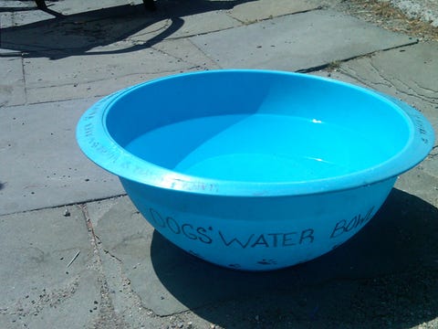 How Get Rid Of Mosquitoes In Your Yard Image Mosquitoes