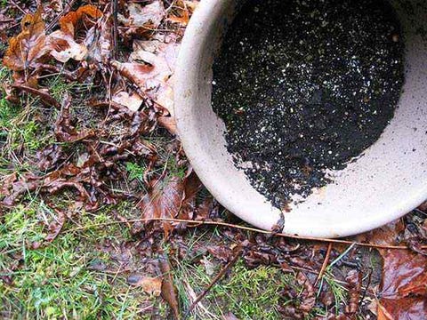 How Get Rid Of Mosquitoes In Your Yard Image