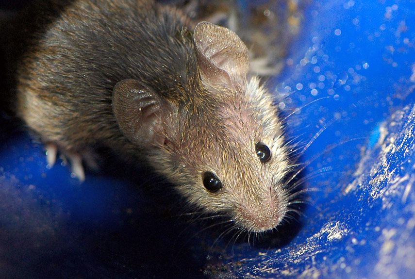 mouse traps outside house