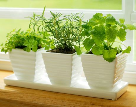 herbs growing in containers on window sill