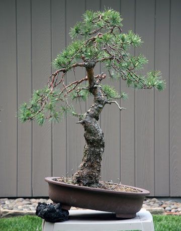 weeping scots pine bonsai