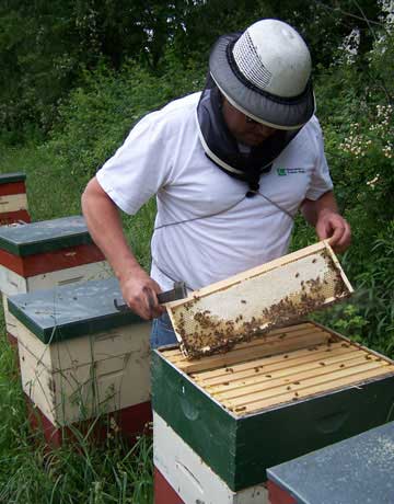 beekeeping popularmechanics hives yourbackyardgarden