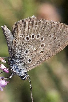 dutch alcon blue butterfly