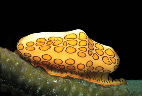 flamenco lengua caracol cyphoma gibbosum