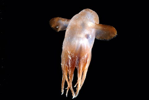 50 Weirdest Deep Sea Creatures | Rare Deep Sea Animals 50 Weirdest Deep Sea Creatures | Rare Deep Sea Animals