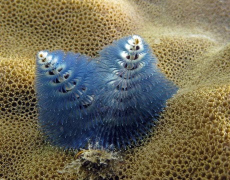 33 weird animals of