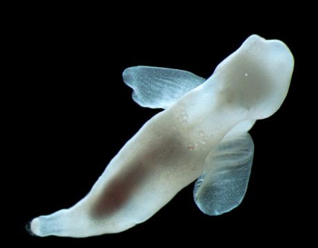 platybrachium antarcticum sea angel