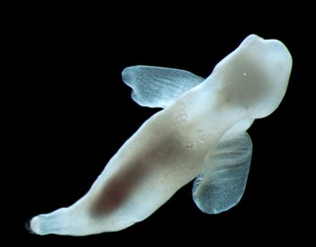 platybrachium antarcticum sea angel