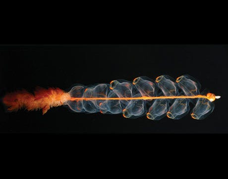 marrus orthocanna physonect siphonophore