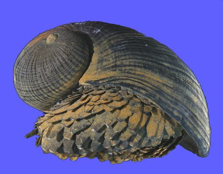 50 Weirdest Deep Sea Creatures | Rare Deep Sea Animals