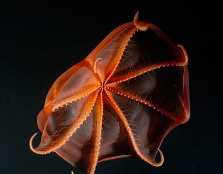 cirrate bioluminescent octopus
