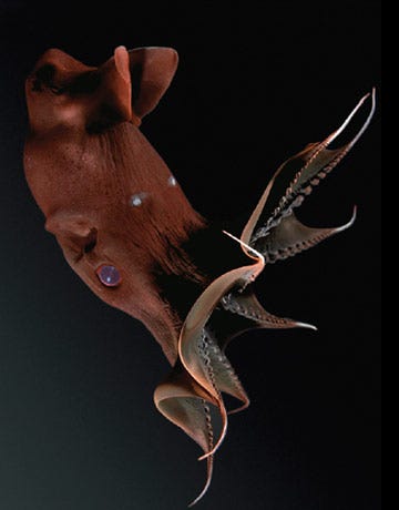 vampire squid