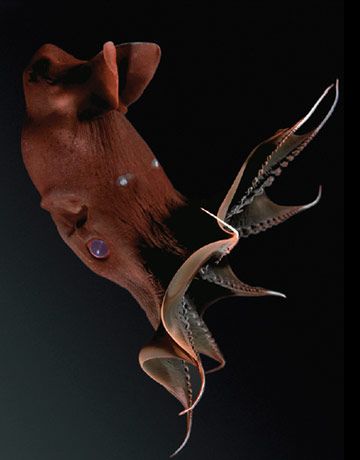 50 Weirdest Deep Sea Creatures | Rare Deep Sea Animals