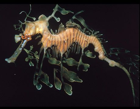 leafy seadragon