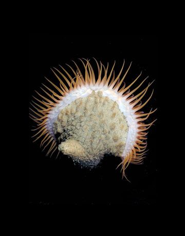 venus flytrap anemone