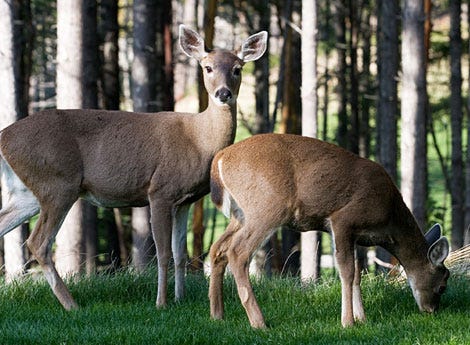 pix Do Deer Eat Hostas Plants stop deer from eating your garden
