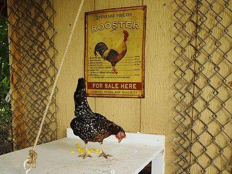 How To Build A Chicken Coop