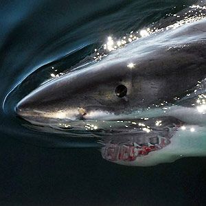 How To Tag A Great White Shark Week<script async src=