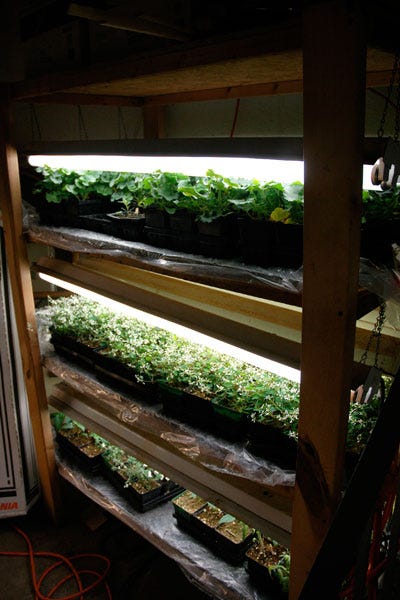 How to Start Your Indoor Vegetable Garden