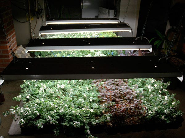 How to Start Your Indoor Vegetable Garden