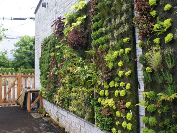 How to Start a Vertical Garden