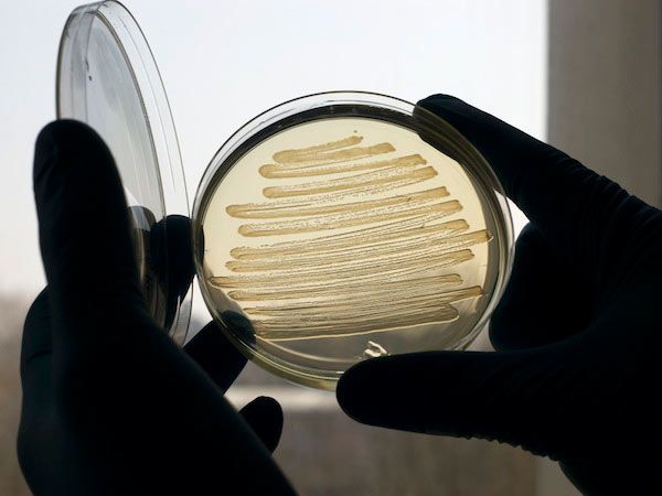 Hijacking E. Coli to Brew Synthetic Fuel