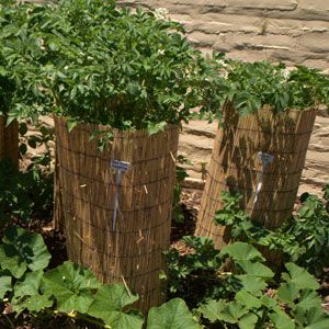 Build A Potato Tower To Save Space In Your Garden