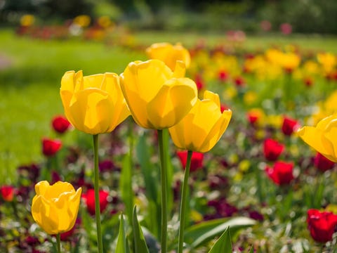 In Bloom 4 Keys To Great Flower Beds - How Often To Feed Bedding Plants In Bloom 4 Keys To Great Flower Beds - How Often To Feed Bedding Plants