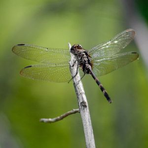 Ongewervelde, Libellen en waterjuffers, Natuur, Organisme, Insect, Geleedpotige, Libelle, Foto, Wit, Vleugel,