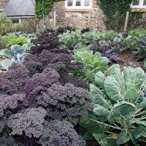 Your Guide to Planting Fall Vegetables
