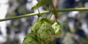 How To Grow Your Own Hops
