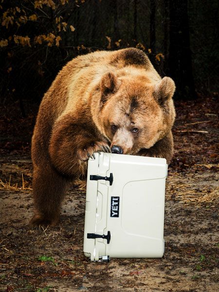 Bear-Proof Cooler Test 
