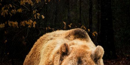 The Results Of Our Bear Proof Cooler Test Are In