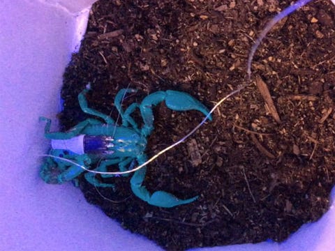 The Robo Scorpion Is Coming And No One Is Safe
